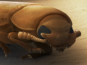 Coloured Scanning Electron Micrograph Prints: Red flour beetle, SEM
