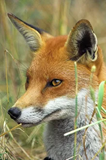 Vulpes Vulpes Prints: Red fox