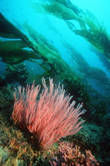 Red gorgonian Red gorgonian