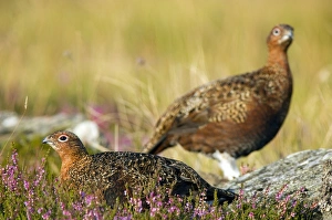 Red Grouse Prints: Red grouse