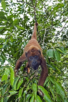 Peruvian Wildlife Photos Prints: Red howler monkey