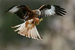 Bird Of Prey Images Prints: Red kite