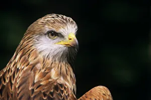 Prints of Red kite (Milvus milvus). Photographed in England Images Dated 2005 September: Red kite Print, England