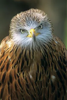 Red kite Print, England