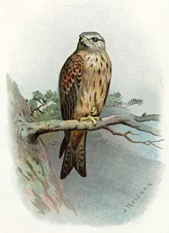 Red kite, historical artwork Red kite, historical artwork