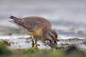 Bird Migration Patterns UK Prints: Red knot