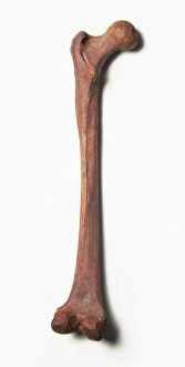 Palaeolithic Collection: Red Lady of Paviland femur C016 / 5028