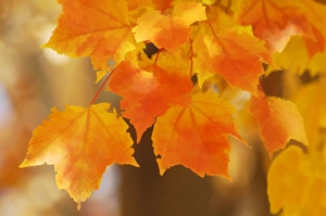 Maple Leaf Photography Prints: Red maple (Acer rubrum)