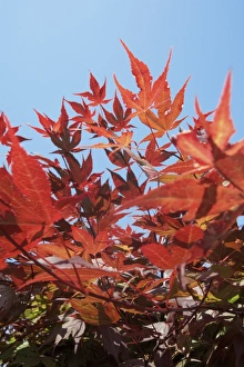 Maple Leaf Photography Prints: Red maple leaves