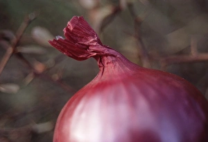 Red onion Red onion