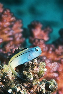 Red Sea mimic blenny Red Sea mimic blenny