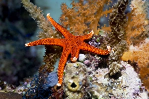 West Papua Underwater Scene Prints: Red seastar