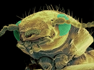 Scanning Electron Micrograph SEM Images Prints: Red-shouldered ham beetle head, SEM