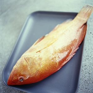 Images Dated 17th August 2004: Red Snapper Print on Roasting Tray