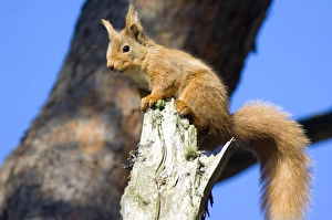 Red Squirrel Prints: Red Squirrel