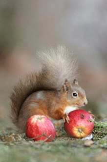 Sciurus Vulgaris Behavior Prints: Red squirrel eating an apple