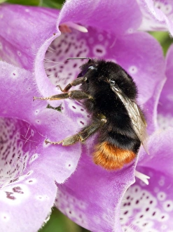 Digitalis Purpurea Images Prints: Red-tailed bumble bee