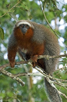 Amazon Rainforest Peru Prints: Red titi monkey