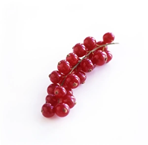 Red Currants Prints: Redcurrants