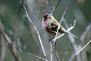 British Winter Birds Prints: Redpoll
