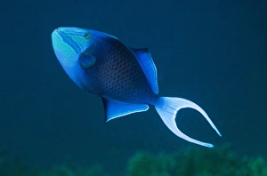 Andaman Sea Fish Prints: Redtooth triggerfish