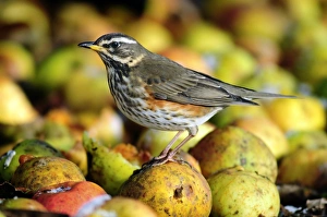 UK Wildlife Prints: Redwing