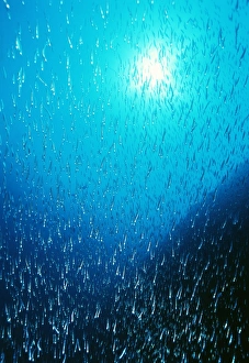 Indian Ocean Fish Prints: Reef fish school