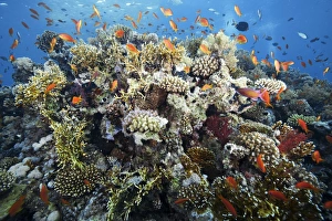 Tropical Ocean Landscape Prints: Reef scene