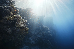 Red Sea Reef Scene Print