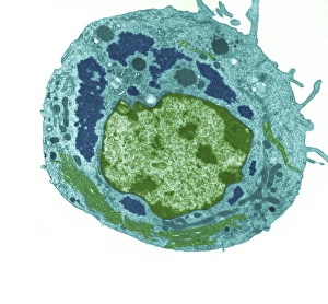 TEM Reovirus particles Print