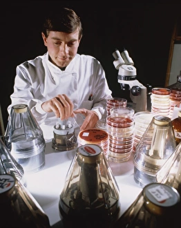 Researcher testing the sensitivity of bacteria Researcher testing the sensitivity of bacteria