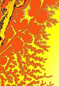 Resin Patterns Print, Light Micrograph