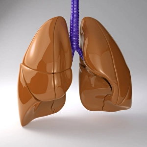 Human Lung Anatomy Prints: Respiratory system, artwork