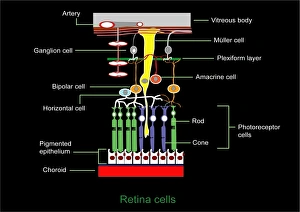 Images Dated 2011 October: Retina Structure Print: A detailed illustration of the eye's inner workings