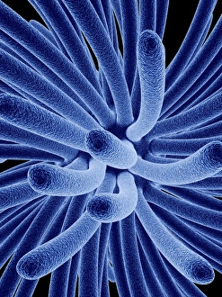 Virology Images Prints: Retrovirus, computer artwork