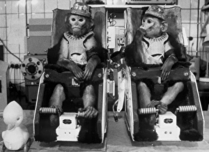 Rhesus monkeys used in Soviet space research Rhesus monkeys used in Soviet space research