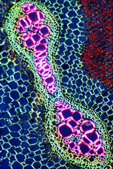 Plant Vascular System Prints: Rhizome, light micrograph