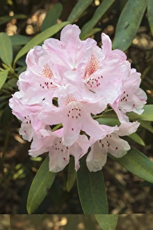 Flowering Shrubs Prints: Rhododendron Bashful