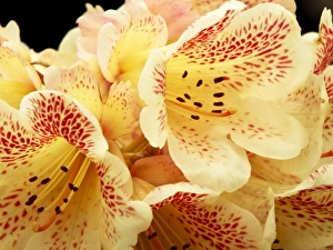 Nature Close Up Photos Prints: Rhododendron Firelight