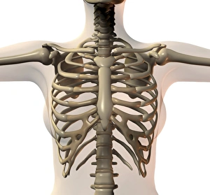 Human Skeleton Anatomy Prints: Ribcage