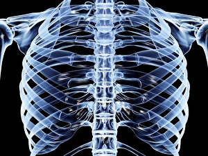 Rib Cage Structure Prints: Ribcage, computer artwork