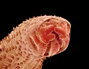 Scanning Electron Micrograph SEM Images Prints: Rice weevil proboscis, SEM