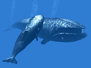 Right whale mother and calf Right whale mother and calf