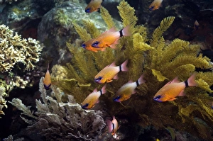 Coral Reef Fauna Prints: Ring-tailed cardinalfish
