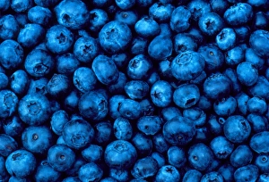 Ripe blueberries Ripe blueberries