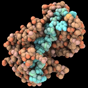 Prints of RNA binding protein and mRNA complex Images Dated 2011 February: Poly(A)-binding protein and mRNA complex Print
