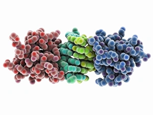 Molecular model of ADAR1 bound to Z-RNA Print