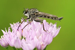 Flower Visiting Insects Prints: Robber fly on a flower