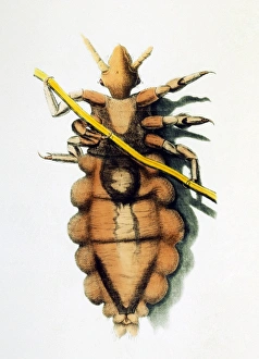 Robert Hookes drawing of a human louse Robert Hookes drawing of a human louse