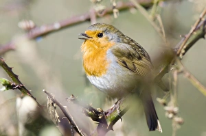 UK Nature Images Prints: Robin singing on a branch